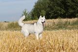 SIBERIAN HUSKY 039